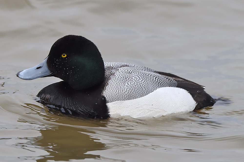 Scaup